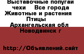 Выставочные попугаи чехи  - Все города Животные и растения » Птицы   . Архангельская обл.,Новодвинск г.